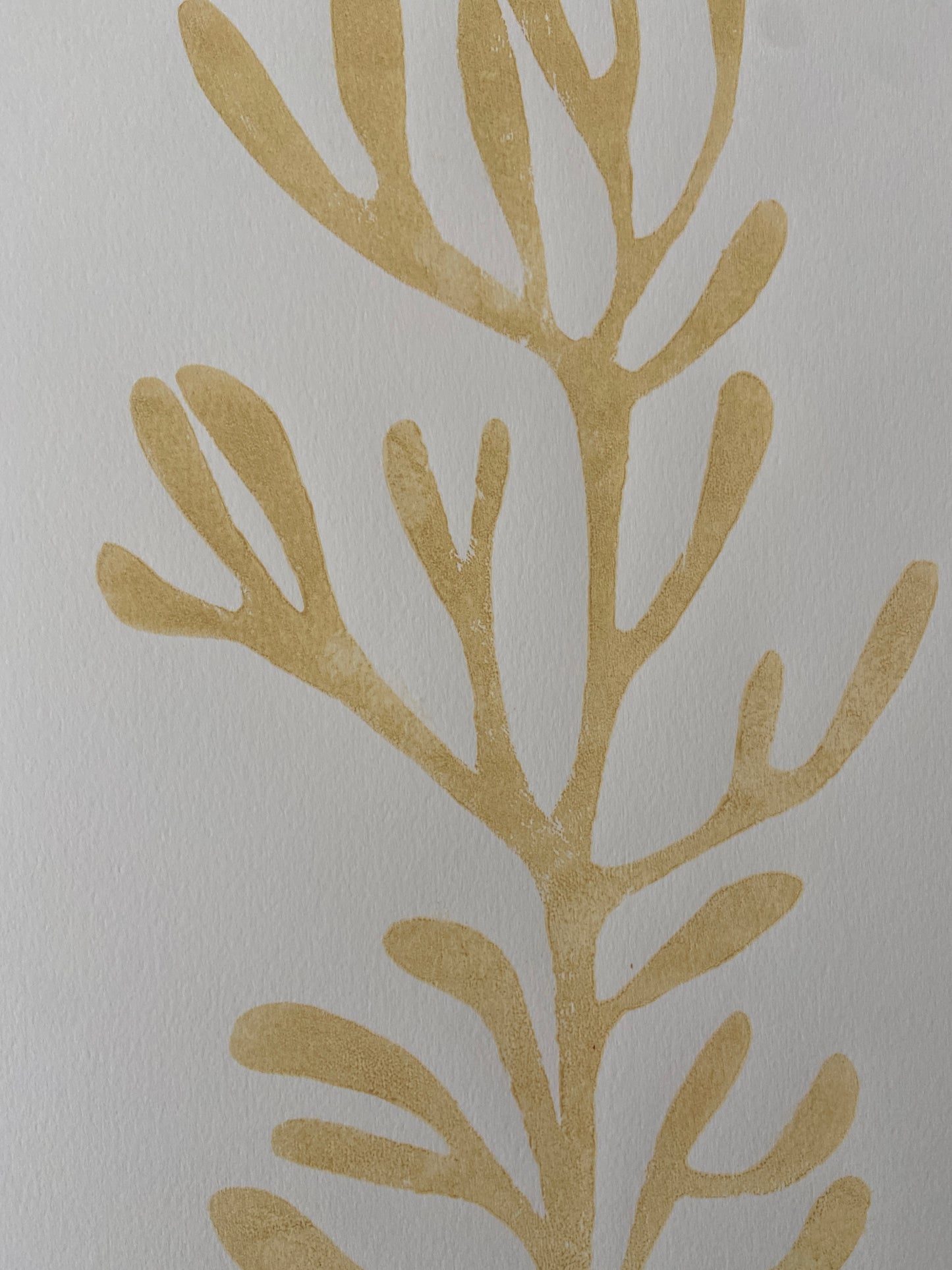 Sea Fennel