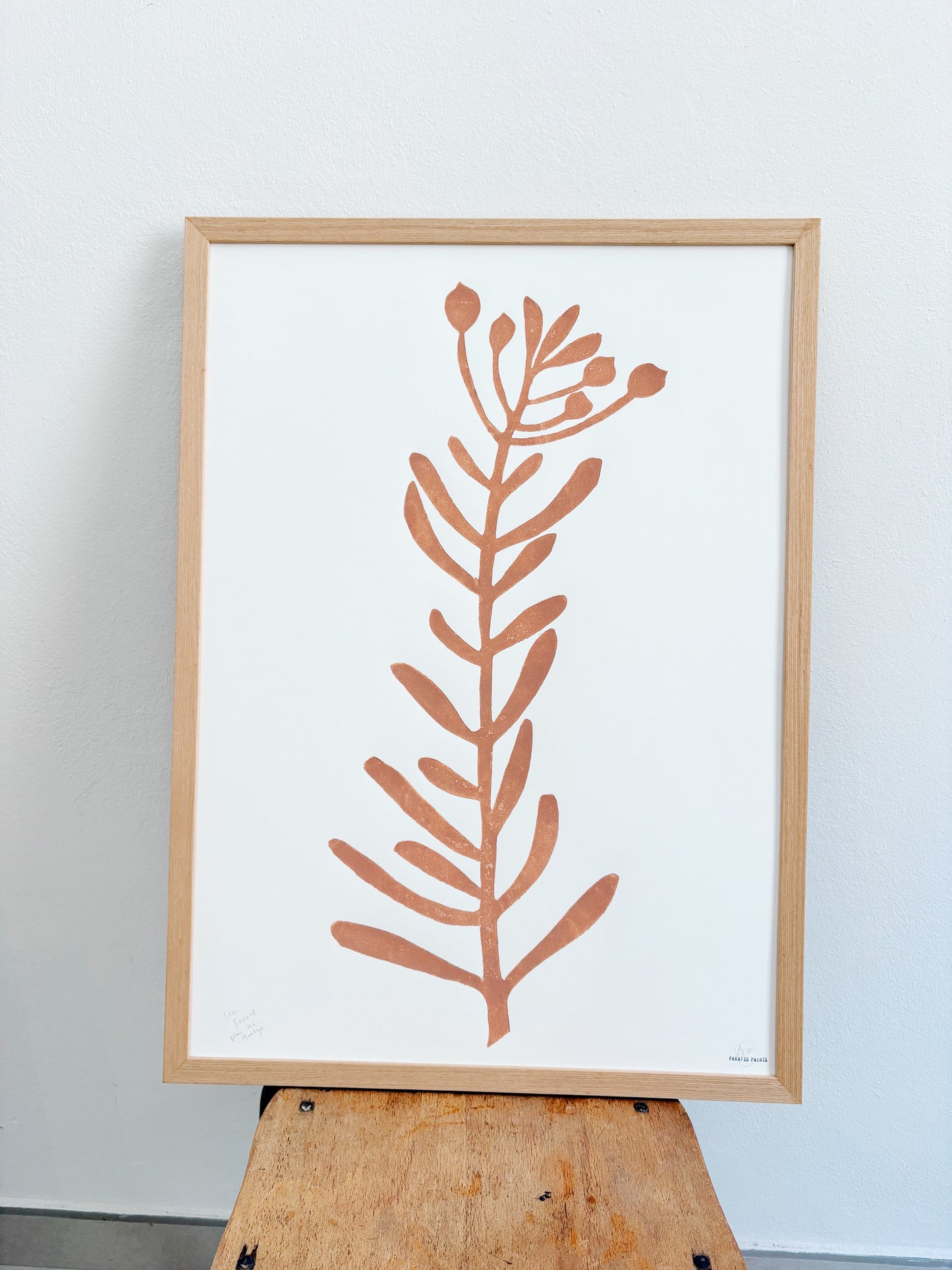 Sea fennel in  bloom