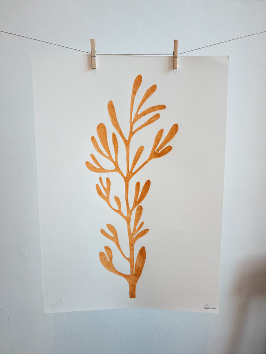 Sea Fennel